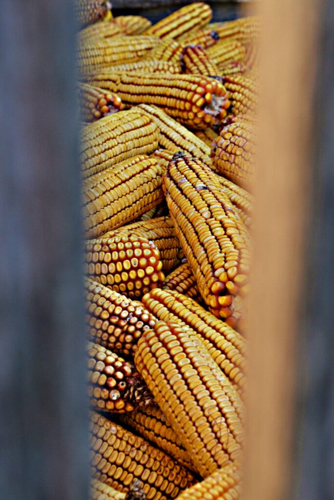 grilled corn-veggies-corn-July-barbecue